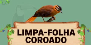 limpa folha coroado