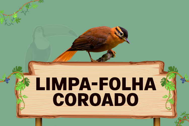 limpa folha coroado