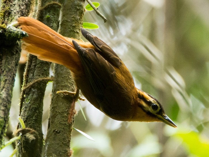 limpa-folha-coroado