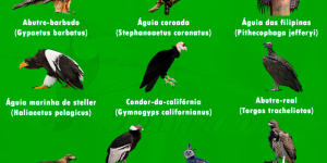 maiores aves de rapina do mundo