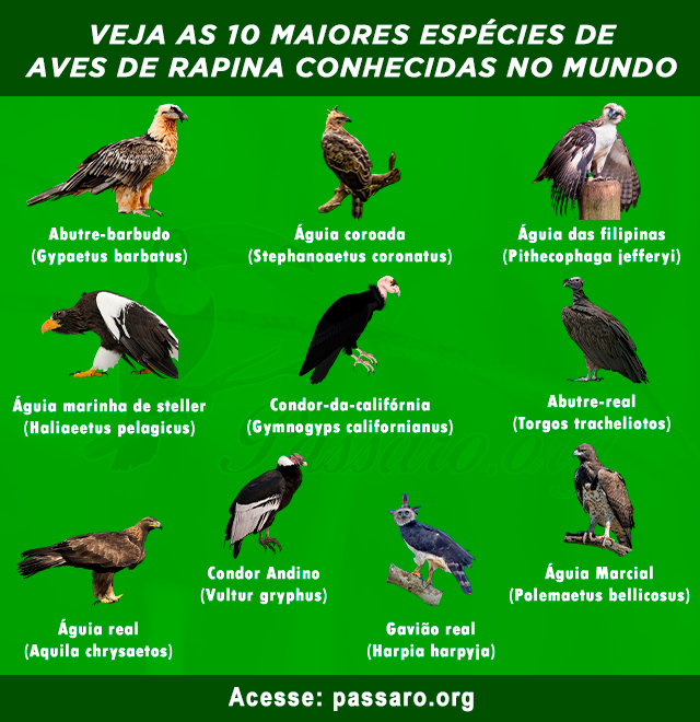 maiores aves de rapina do mundo