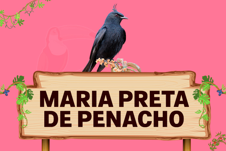 maria preta de penacho