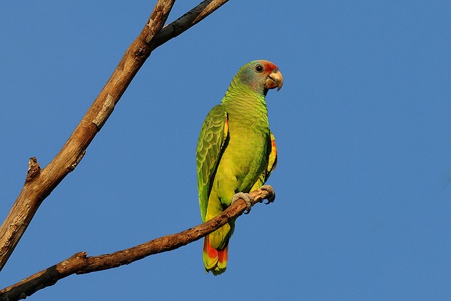 papagaio-de-cara-roxa