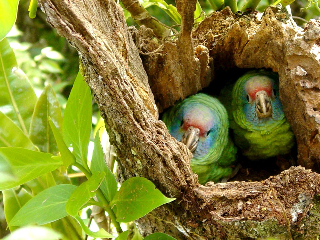 papagaio-de-cara-roxa