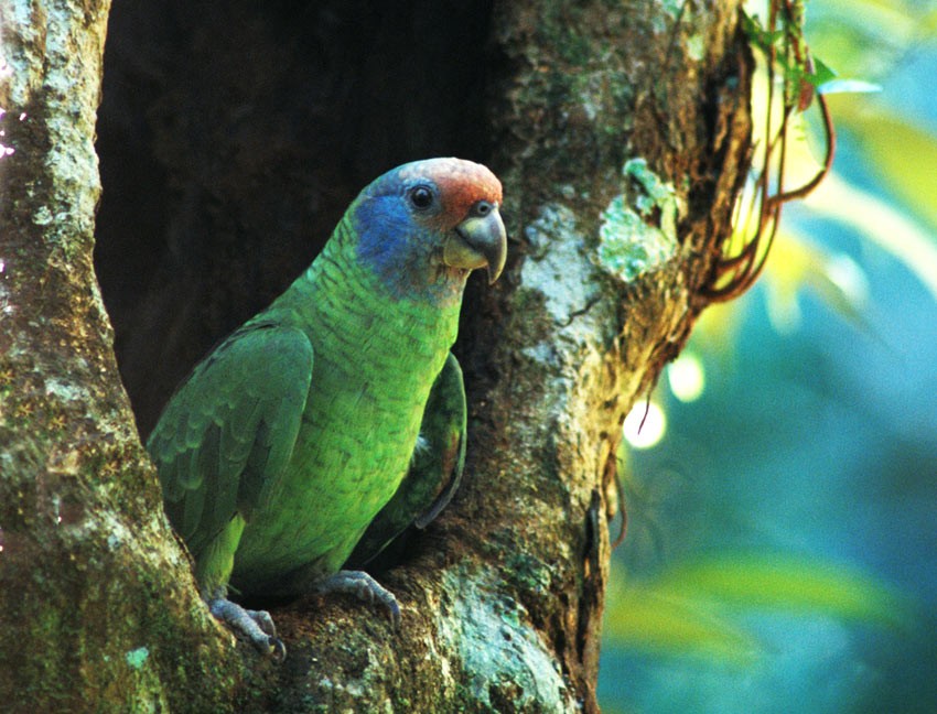 papagaio-de-cara-roxa