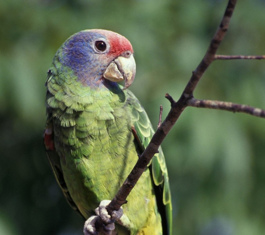 papagaio-de-cara-roxa