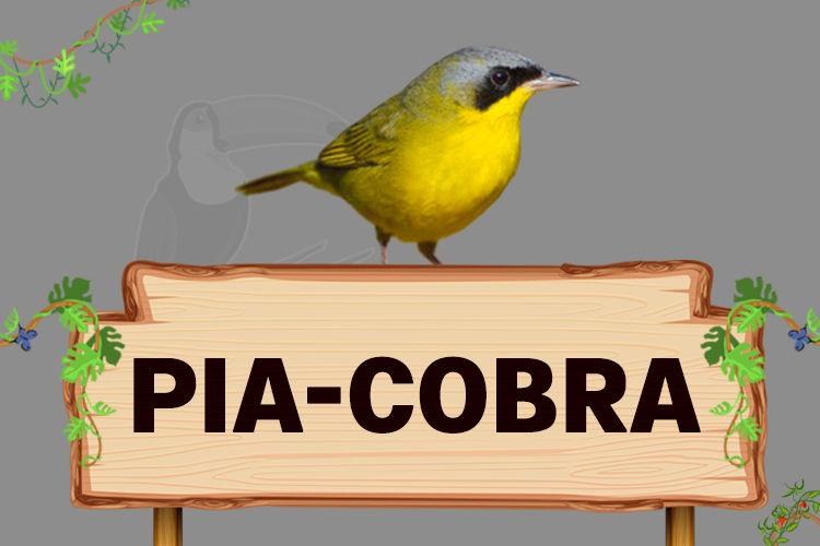 pia-cobra