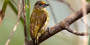 pica-pau-anao-dourado