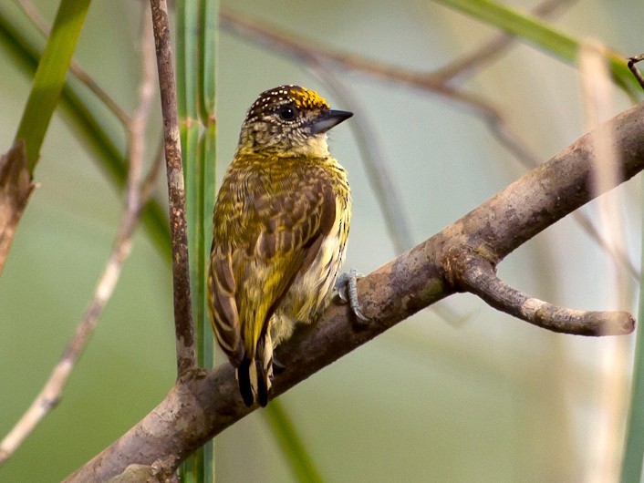 pica-pau-anao-dourado 