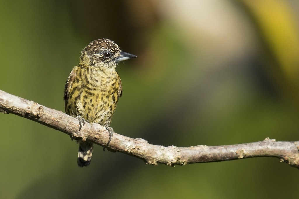 pica-pau-anao-dourado 