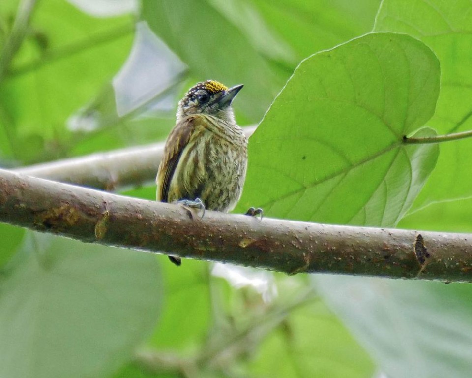 pica-pau-anao-dourado 