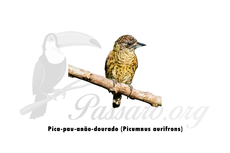 pica-pau-anao-dourado (picumnus aurifrons)