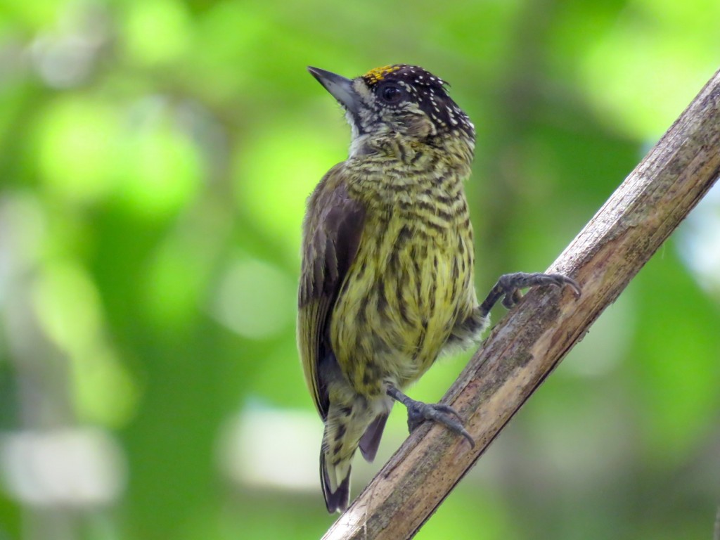 pica-pau-anao-dourado