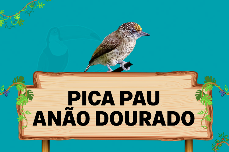 pica pau anao dourado