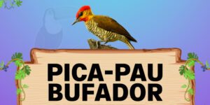 pica pau bufador