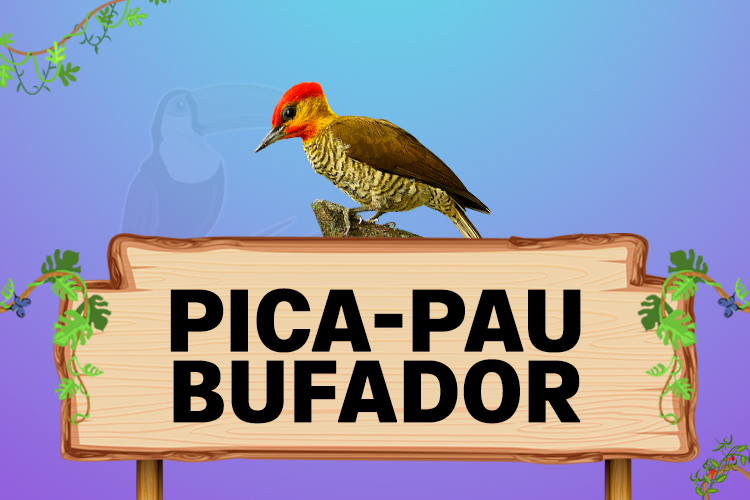 pica pau bufador