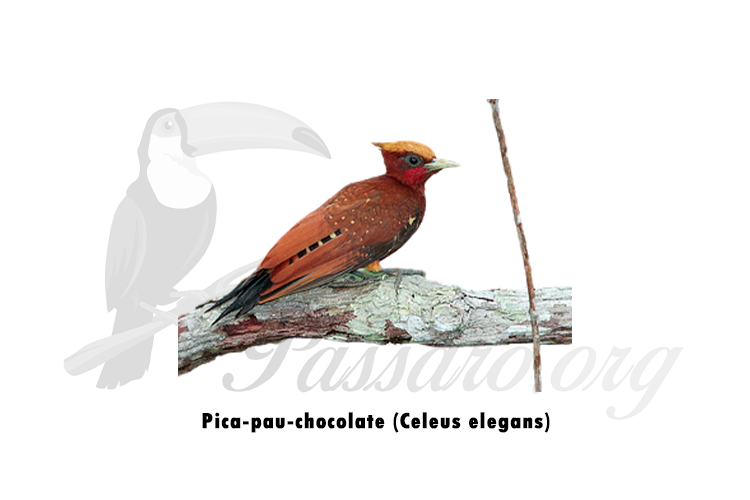 pica-pau-chocolate (Celeus elegans)