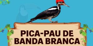 pica pau de banda branca