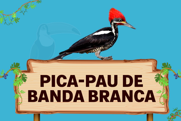 pica pau de banda branca