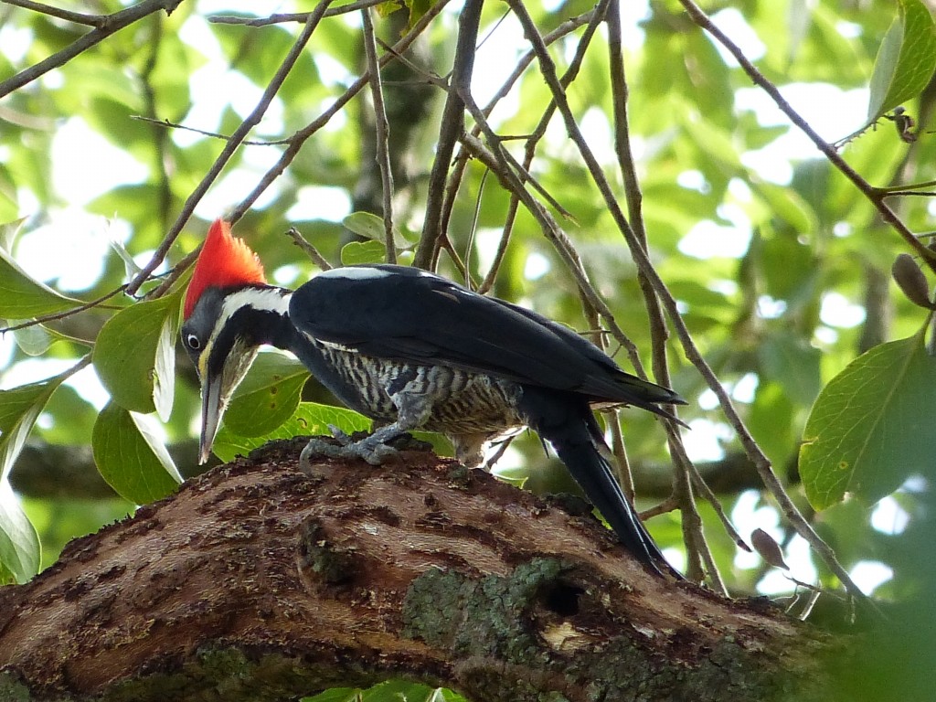 pica-pau-de-banda-branca