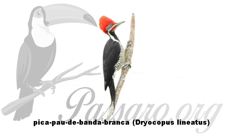 pica-pau-de-banda-branca (dryocopus lineatus)
