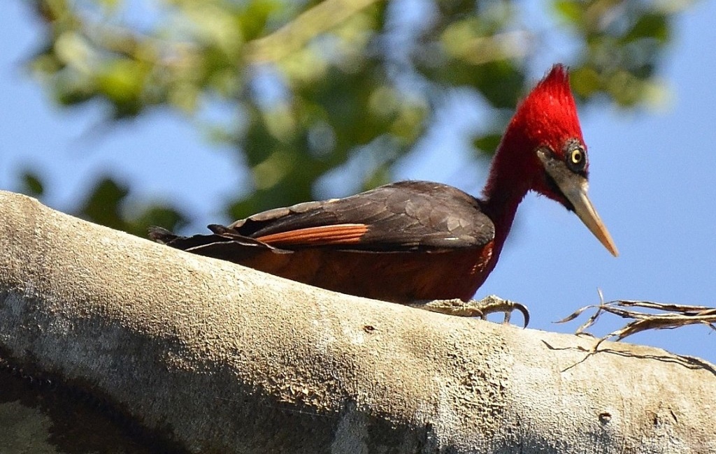 pica-pau-de-barriga-vermelha