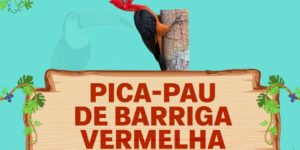 pica pau de barriga vermelha