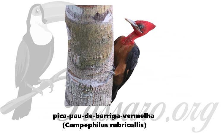 pica-pau-de-barriga-vermelha (campephilus rubricollis)