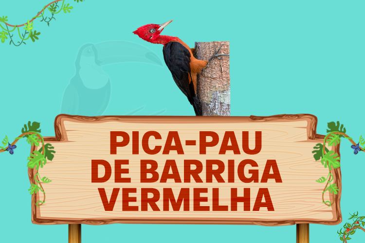 pica pau de barriga vermelha