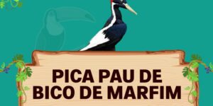 pica pau de bico de marfim