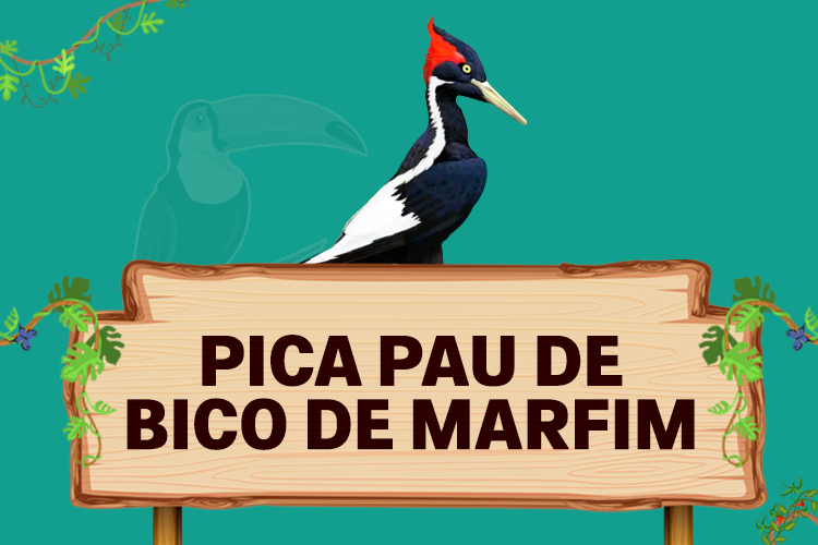 pica pau de bico de marfim