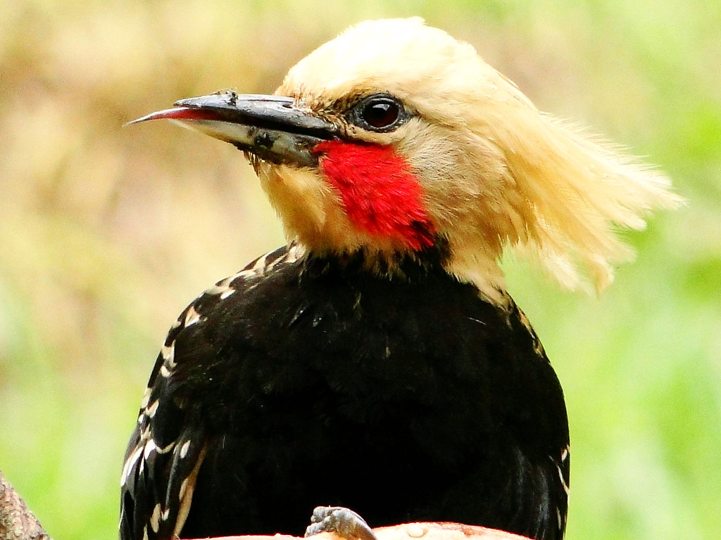 pica-pau de cabeca amarela