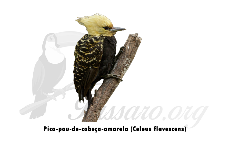 pica-pau-de-cabeca-amarela (celeus flavescens)