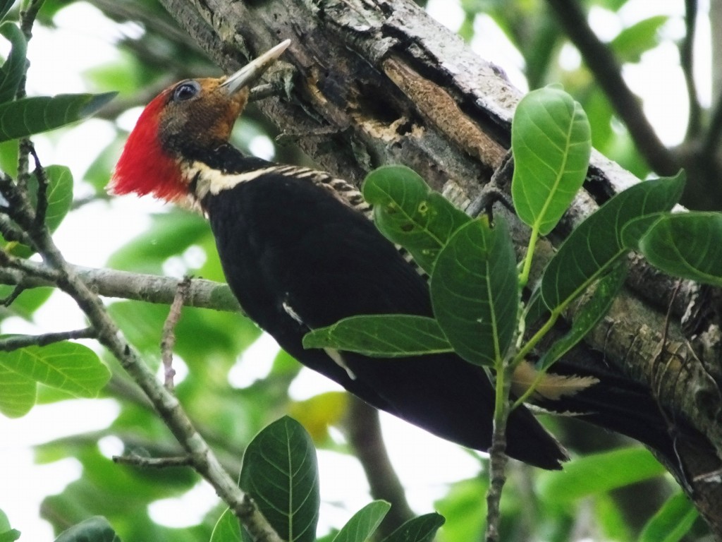 pica-pau-de-cara-canela