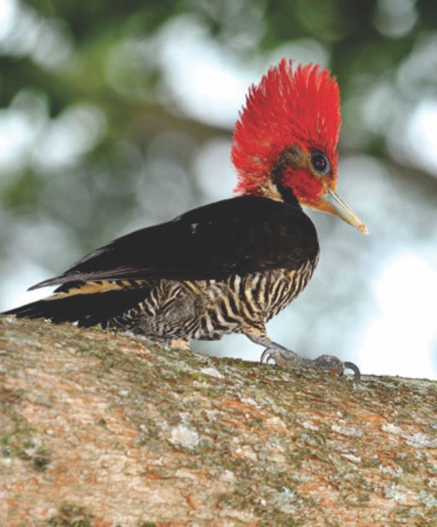 pica-pau-de-cara-canela