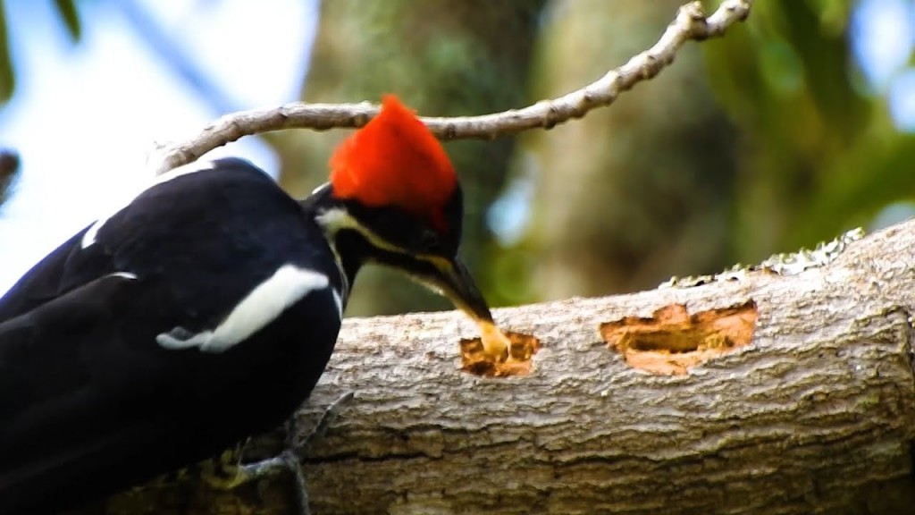 pica-pau-de-topete-vermelho