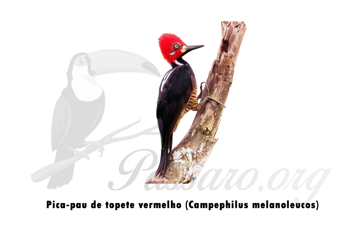 pica-pau de topete vermelho (campephilus melanoleucos)