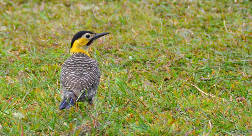 pica-pau-do-campo