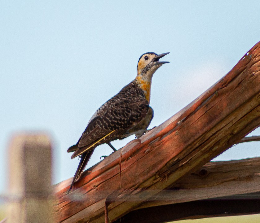 pica-pau-do-campo