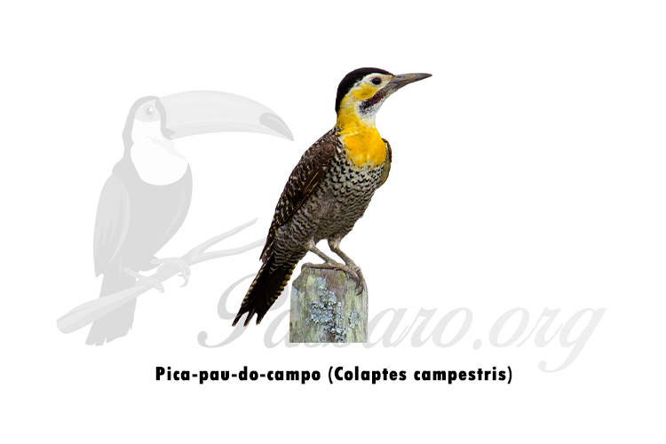 pica-pau-do-campo (colaptes campestris)