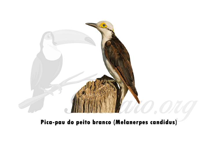 pica-pau do peito branco (melanerpes candidus)