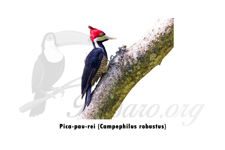 pica-pau-rei (campephilus robustus)
