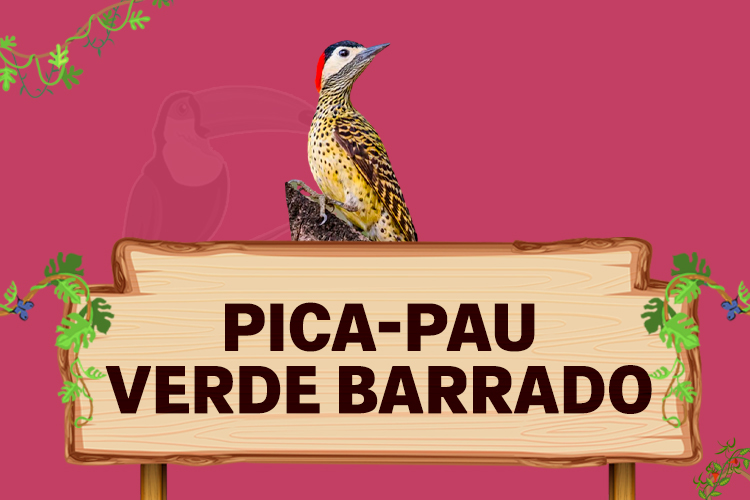 pica pau verde barrado