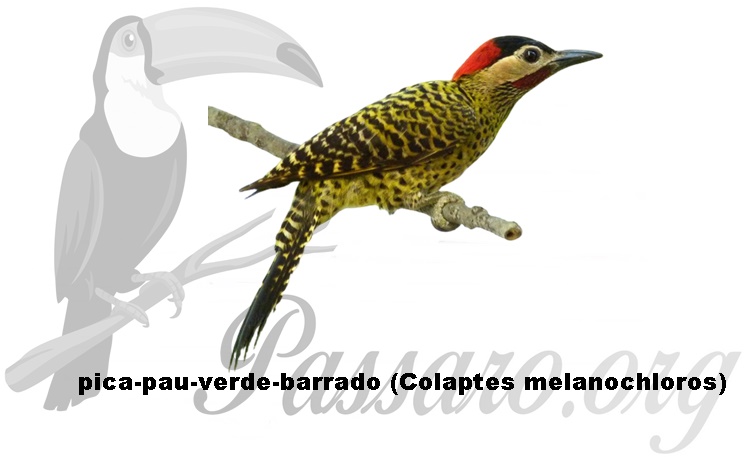 pica-pau-verde-barrado (Colaptes melanochloros)