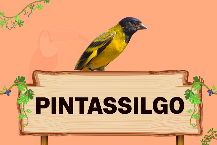 pintassilgo