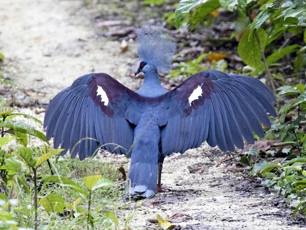 pombo coroado 