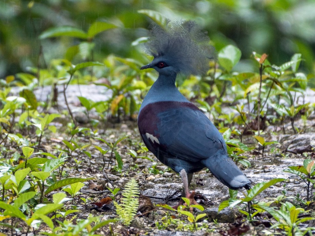 pombo coroado 