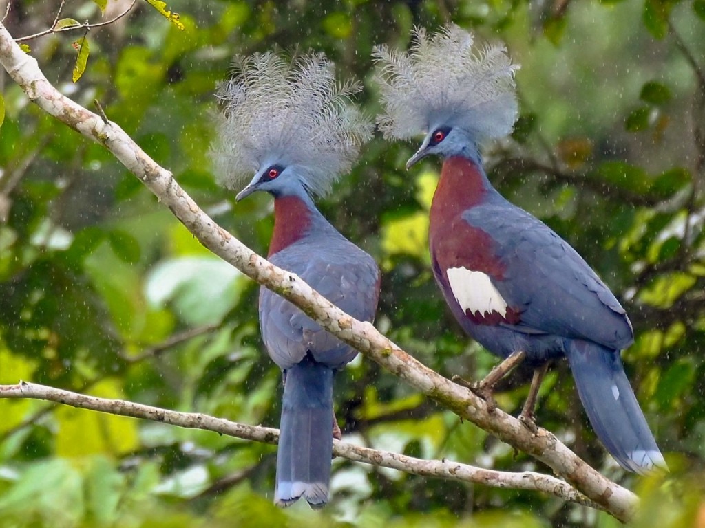 pombo coroado 