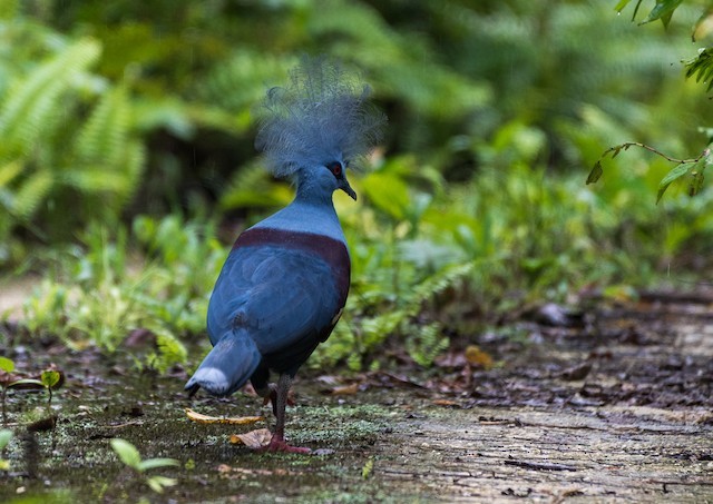 pombo coroado 