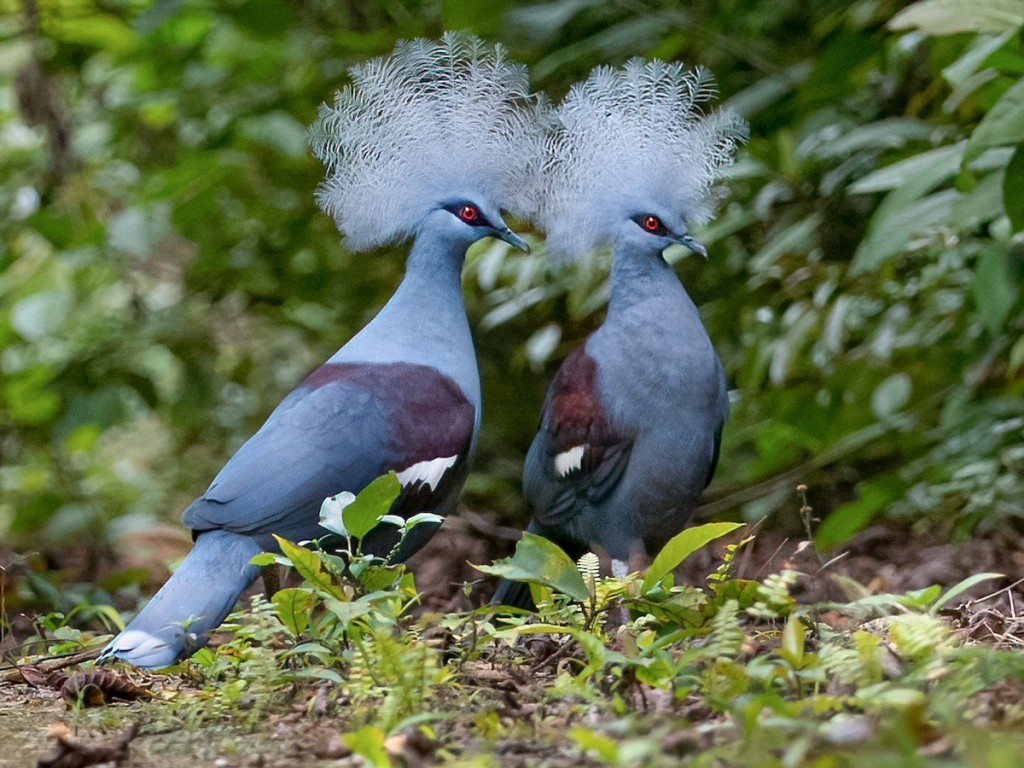 pombo coroado